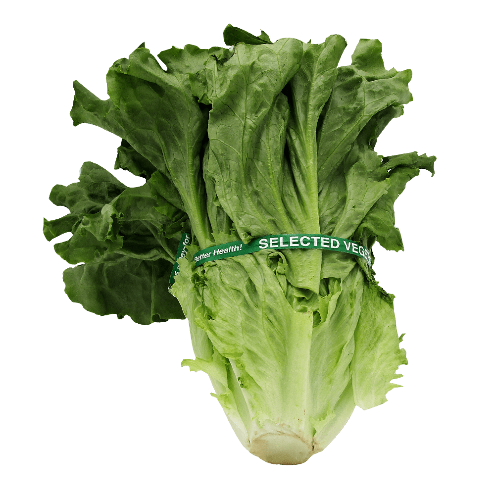 Lechuga roja